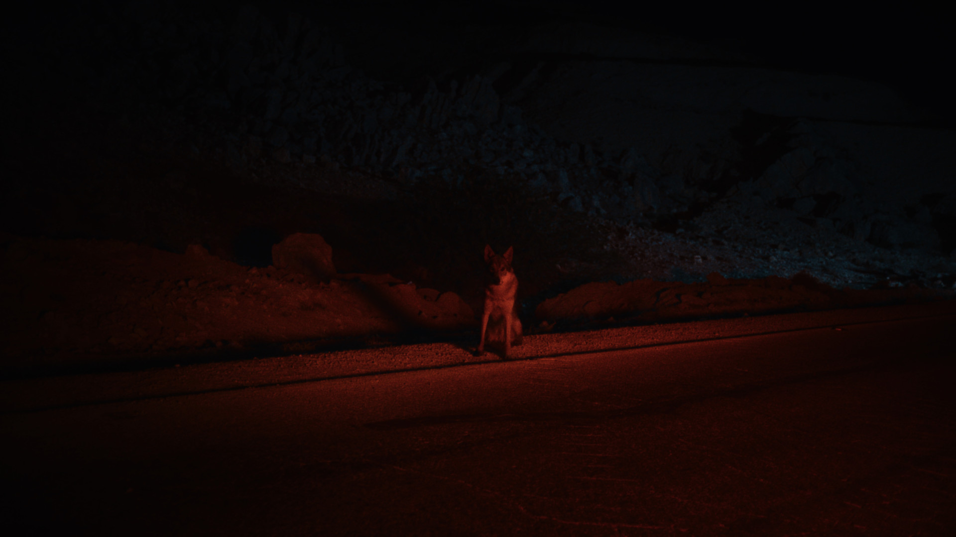 Coyotes